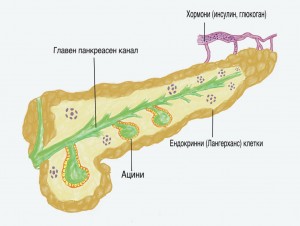 Панкреас